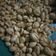 Cooksnap dari Avi Ratna Savitri untuk resep Kacang Bawang Gurih