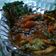 Cooksnap dari azizah untuk resep Ikan bawal asam manis pedas