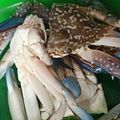 Cooksnap dari Ayumisani untuk resep Kepiting Saus Padang