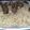 Hina Ibrahim's cooksnap of when they made Moti Pulao.