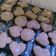 El cooksnap de alecanary cuando hizo Galletas de canela sin mantequilla.