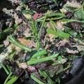 林清源 的 👩🏻‍🍳薑炒紅莧菜 cooksnap