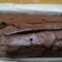Cooksnap dari Bunga Mey untuk resep Shiny Crust Brownies