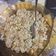 Cooksnap dari Elsha Febriyanti Sitorus untuk resep Mpasi (1yr Old +): Nasi Goreng Sehat Anti GTM