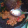 Cooksnap dari novita Maharani untuk resep Sambal Ala Ayam Gepuk Pak Gembus Dijamin Mirip