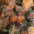 El cooksnap de gehuju555 cuando hizo Buñuelos de Cuaresma receta de mi madre.