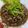 Cooksnap dari Wika Puspitasari untuk resep 55. Beef Bulgogi
