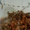 Cooksnap dari MahareniReno untuk resep Oseng Kering Tempe Manis dengan Teri dan Kacang