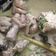 Cooksnap dari sindy margareta untuk resep Opor ayam cabe ijo