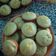 Cooksnap dari Ratna Sari untuk resep Apem Panggang