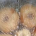 Cooksnap dari cencen1706 untuk resep Donat Yogurt Panggang ala NCC