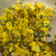 Asmi Anjum Sharma का कुकस्नैप जब उन्होंने कांदा पोहा (Kanda poha recipe in hindi) बनाया था।
