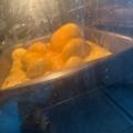 El cooksnap de Eliana P cuando hizo Mi versión súper fácil del bizcocho o pan montaña rusa.