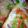 Abha Agam Singh's cooksnap of when they made Bread pizza.