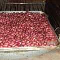 El cooksnap de Melissa Ruiz cuando hizo Maní Confitado con Azúcar Rubia.