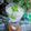 Cooksnap dari Widjie Astuti untuk resep Mojito #PR_recookminumandingin