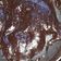 Cooksnap dari astri untuk resep 88. Ganache (Coklat Siram)