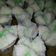 Cooksnap dari Artati Haris untuk resep Bolu Kukus Mekar Pandan Moca
