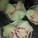 Cooksnap dari ayko untuk resep Bolu Kukus Mekar Semangka (Tanpa Soda)