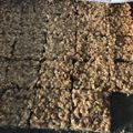 El cooksnap de Zinara cuando hizo Galletitas de banana y avena.