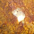 Trisha Majumder Ganguly's cooksnap of when they made ডাল মাখানি(Dal Makhani recipe in Bengali).