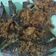 Cooksnap dari Alfina ChalSha untuk resep Lele Goreng Kremes