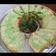 Cooksnap dari Shabrina Kenza syakira untuk resep Bolu Pandan Putih Telur
