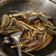 Cooksnap dari Fitri Baity untuk resep Kerang Hijau Saos Padang