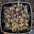 El cooksnap de Melanio Esteban cuando hizo Chirlas o almejas al limón.