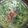 Cooksnap dari Sekar Sayur untuk resep Bobor Daun Singkong