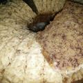 Cooksnap dari Yuli Pipit untuk resep Bolu pisang keju kukus no mixer