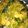 Varsha Karia I M Crazy About Cooking's cooksnap of when they made ખમણ (Khaman Recipe in Gujarati).