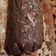 Cooksnap de Carina Dias quando cozinhou Salame de chocolate.