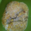 Cooksnap dari Rama Octa untuk resep Sup Jagung Telur 🌽🌽
