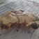 Cooksnap dari Muksin untuk resep Cookie Monster Chocochips ala Levain Bakery,NY