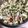 Marco Inchingoli's cooksnap of when they made Insalata di Finocchi con Ravanelli Erba Cipollina e Pepe Rosa.