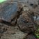 Cooksnap dari Rizal Gunawan untuk resep Eggless Brownies Moist-Simple