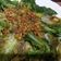 Cooksnap Hajar Cicero semasa beliau membuat Romaine lettuce with garlic.