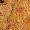VaporTrail300's cooksnap of when they made Granny's Chicken Casserole.