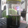 El cooksnap de Magdalena Ortiz cuando hizo Extracto natural de menta (Ideal para sustituir la esencias artificiales).