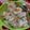 Cooksnap dari Ny. Sirajuddin untuk resep Dimsum Yummy....Isian Jamur