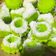 Cooksnap dari Santi Ila untuk resep Putu Ayu tanpa Mixer