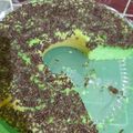 Cooksnap dari Eka Nurmala untuk resep Bolu panggang lembut 4 telur