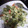 El cooksnap de Jessica cuando hizo Ensalada de Brócoli, Arveja y Aguacate.