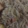 Cooksnap dari cici maulana untuk resep Mi Bihun Goreng