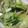 素了愿 的 青江菜炒鴻禧菇 cooksnap