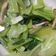 素了愿 的 青江菜炒鴻禧菇 cooksnap