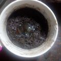 El cooksnap de nin@ cuando hizo Brownie en taza con dulce de leche / volcán de dulce de leche al microondas para 2 👫.