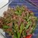 Cooksnap dari aninda sarahkinanti untuk resep Tumis Buncis Daging Giling