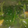 Cooksnap dari Rumi Gumilar untuk resep Sayur Bayam Bening No MSG